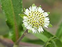 Eclipta alba